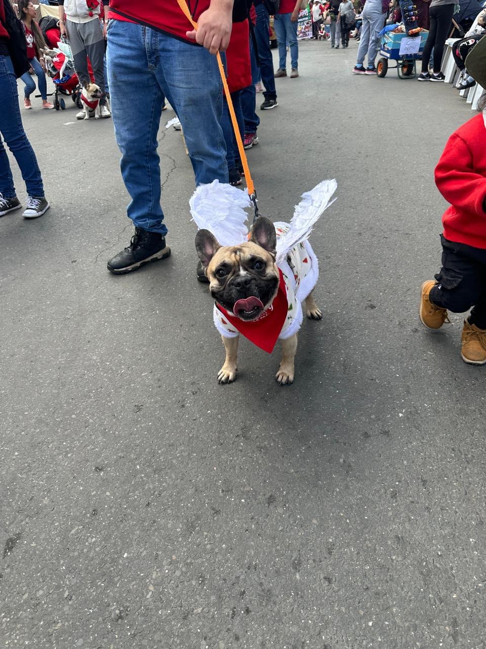 Ben dressed up for a festive walk